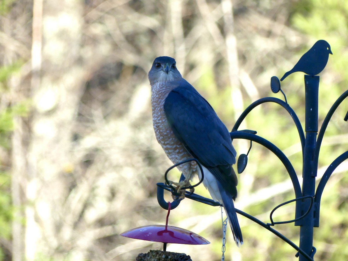 Cooper's Hawk - ML646060960