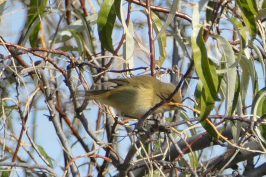 Common Chiffchaff - ML646060976