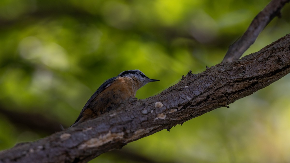 Red-breasted Nuthatch - ML646060981