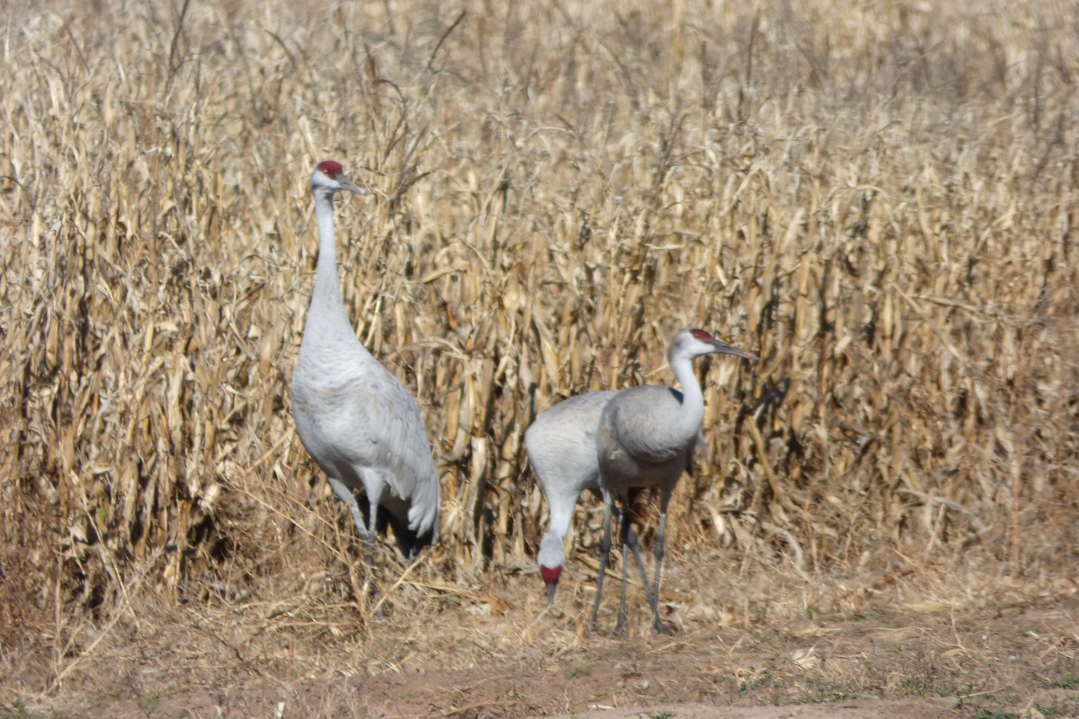 Grulla Canadiense - ML646060983