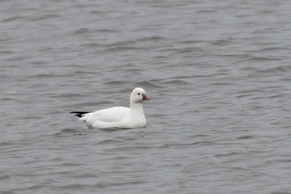 Ross's Goose - ML646060998