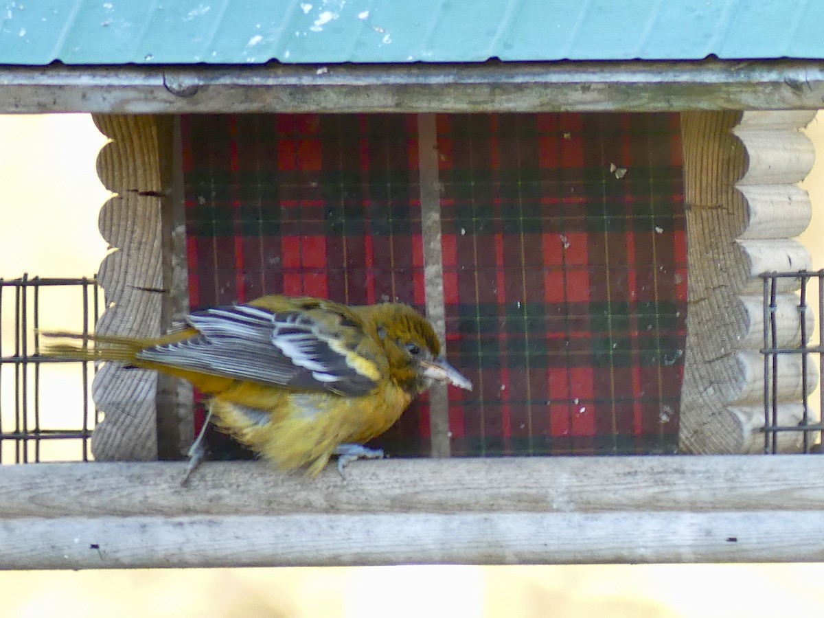 Baltimore Oriole - ML646061000