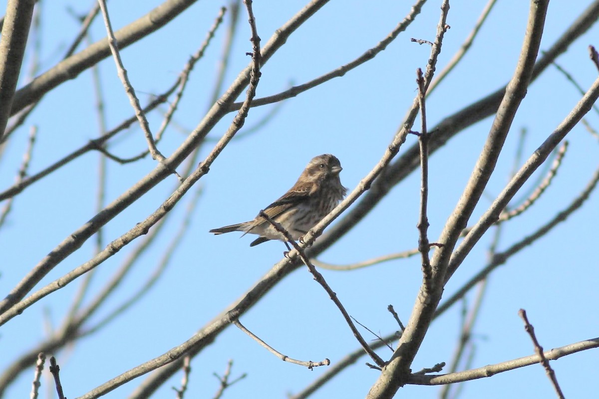 hýl nachový - ML646061001