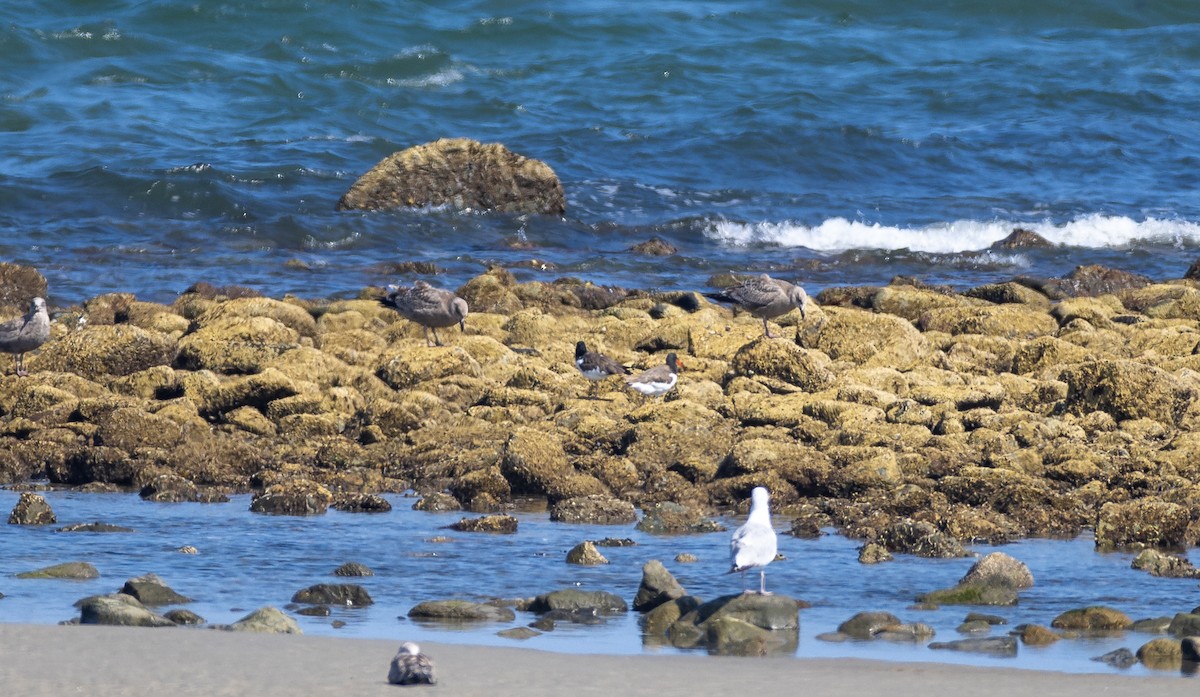 American Oystercatcher - ML646061005