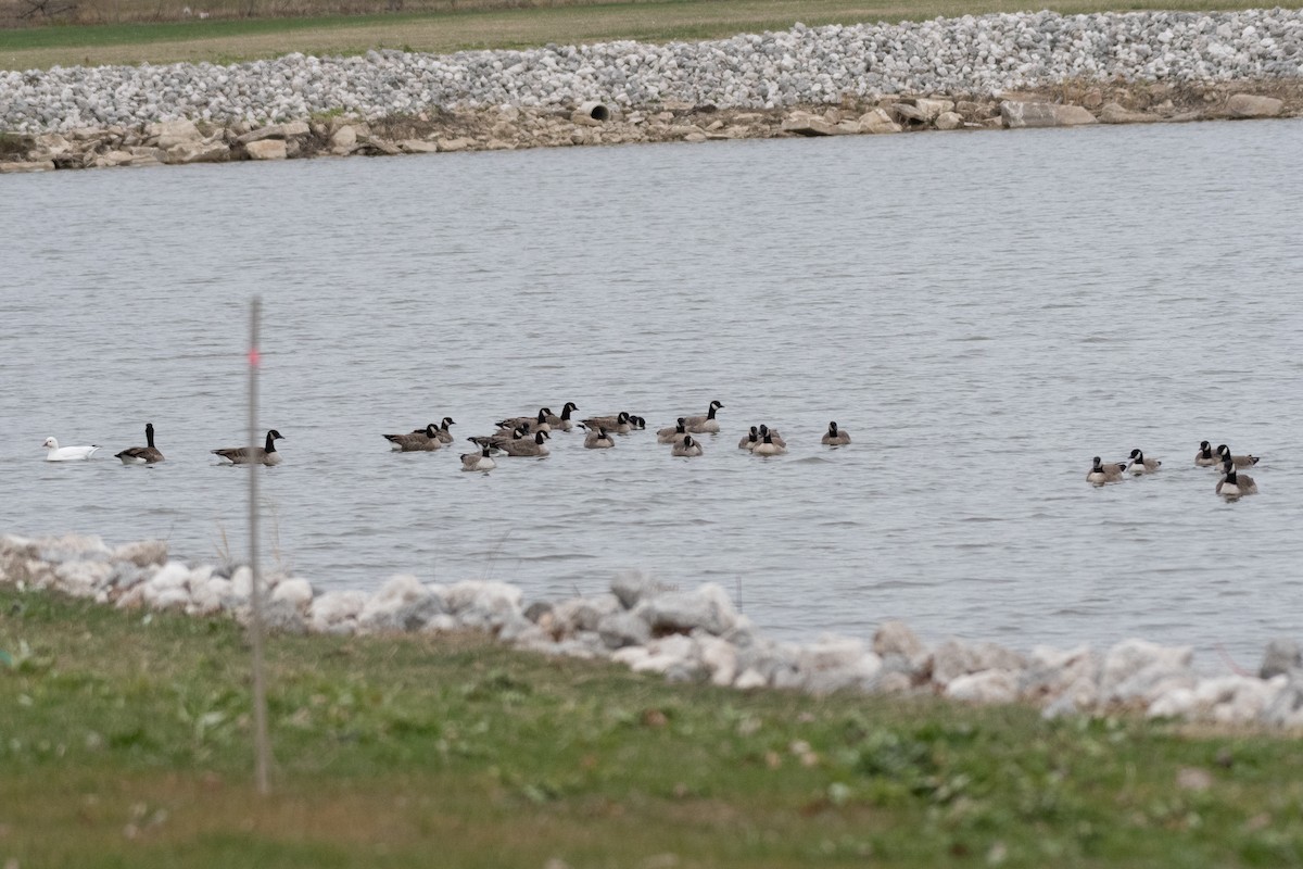 Cackling Goose - ML646061010