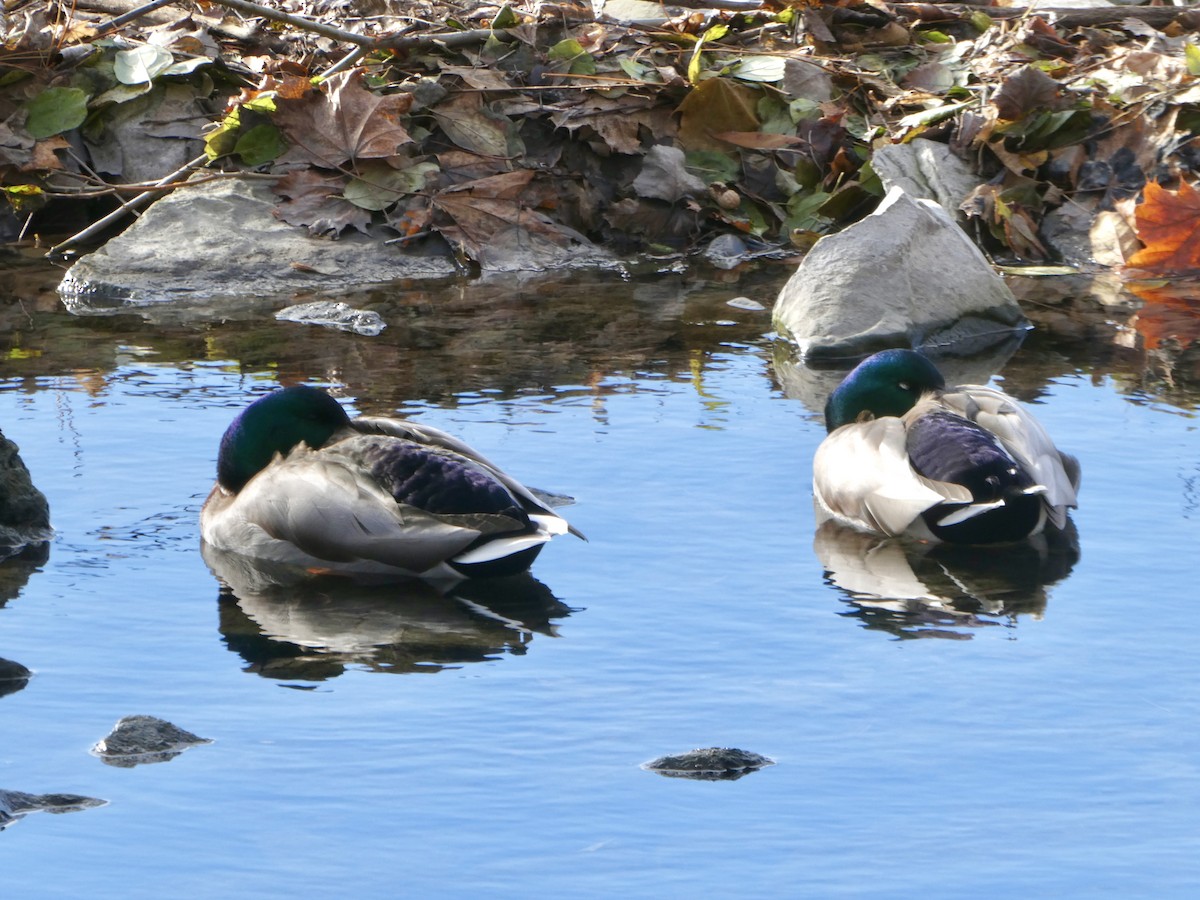 綠頭鴨 - ML646061023