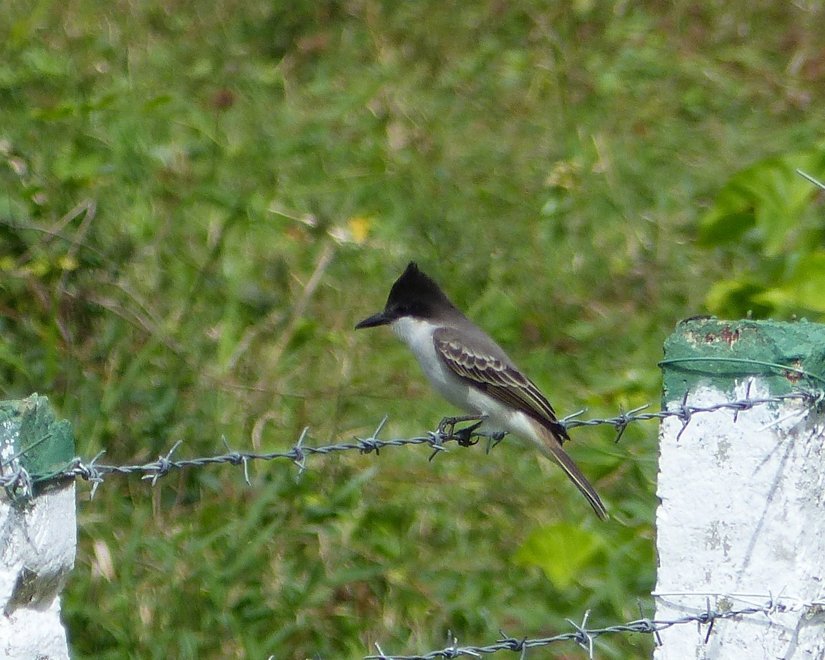 Loggerhead Kingbird - ML646061035