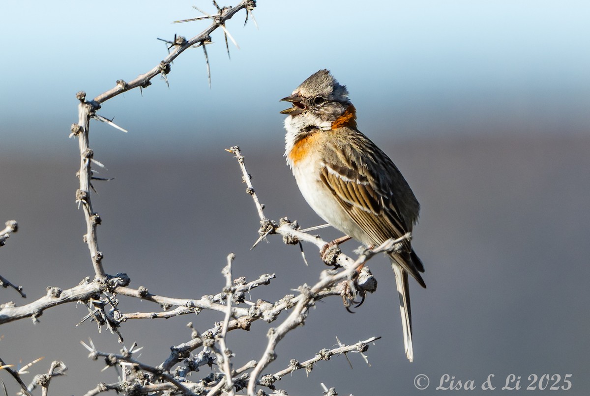 Kızıl Enseli Serçe (australis) - ML646061036