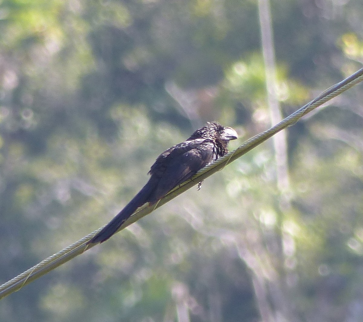 Ані товстодзьобий - ML646061040