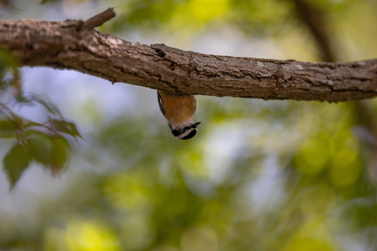 Red-breasted Nuthatch - ML646061042