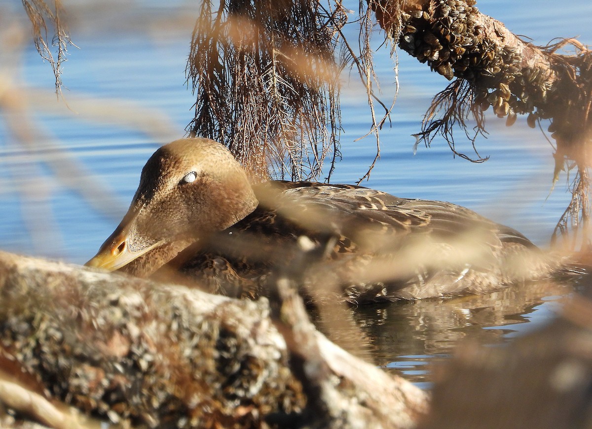 Common Eider - ML646061050