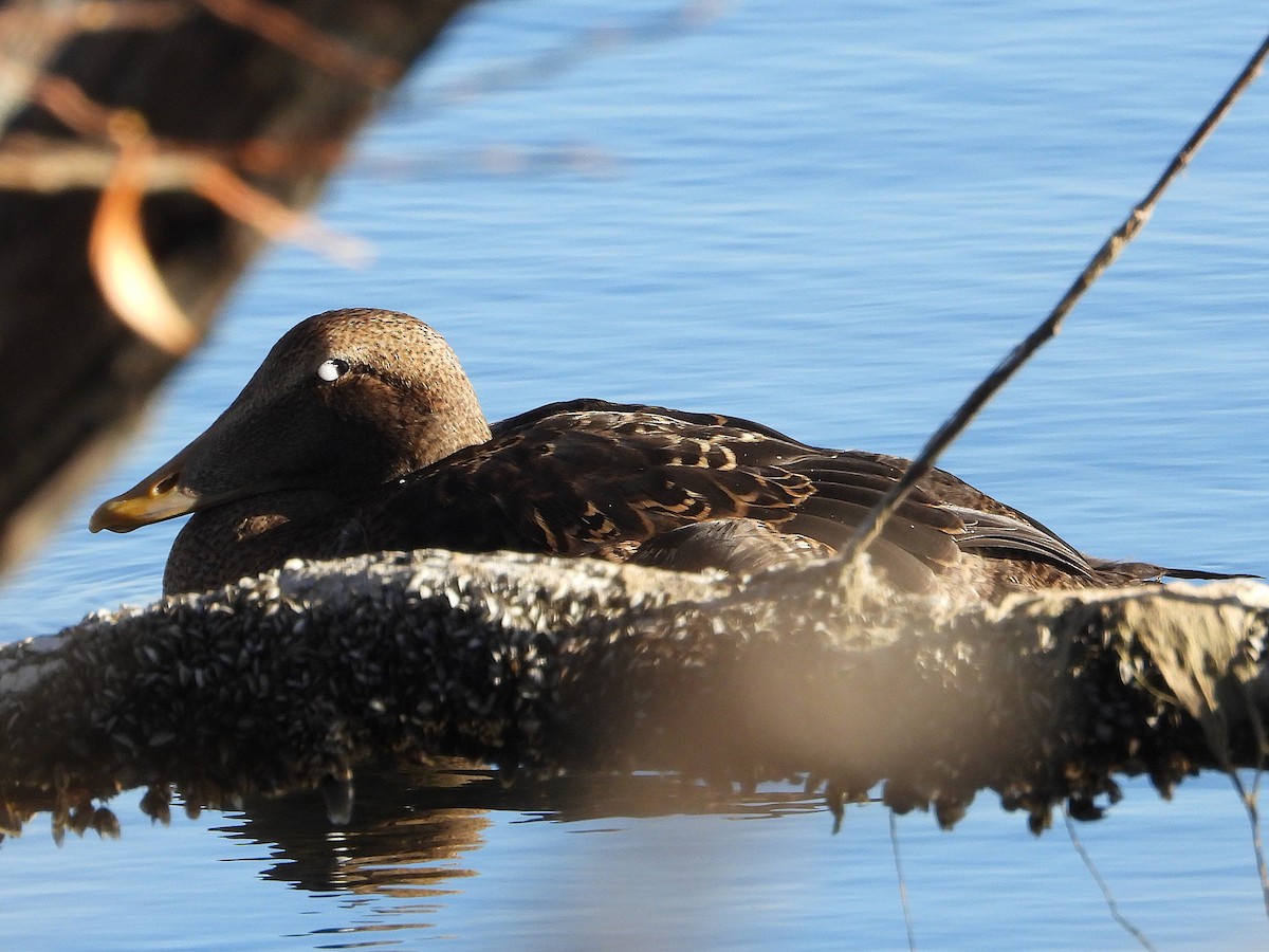 Common Eider - ML646061052