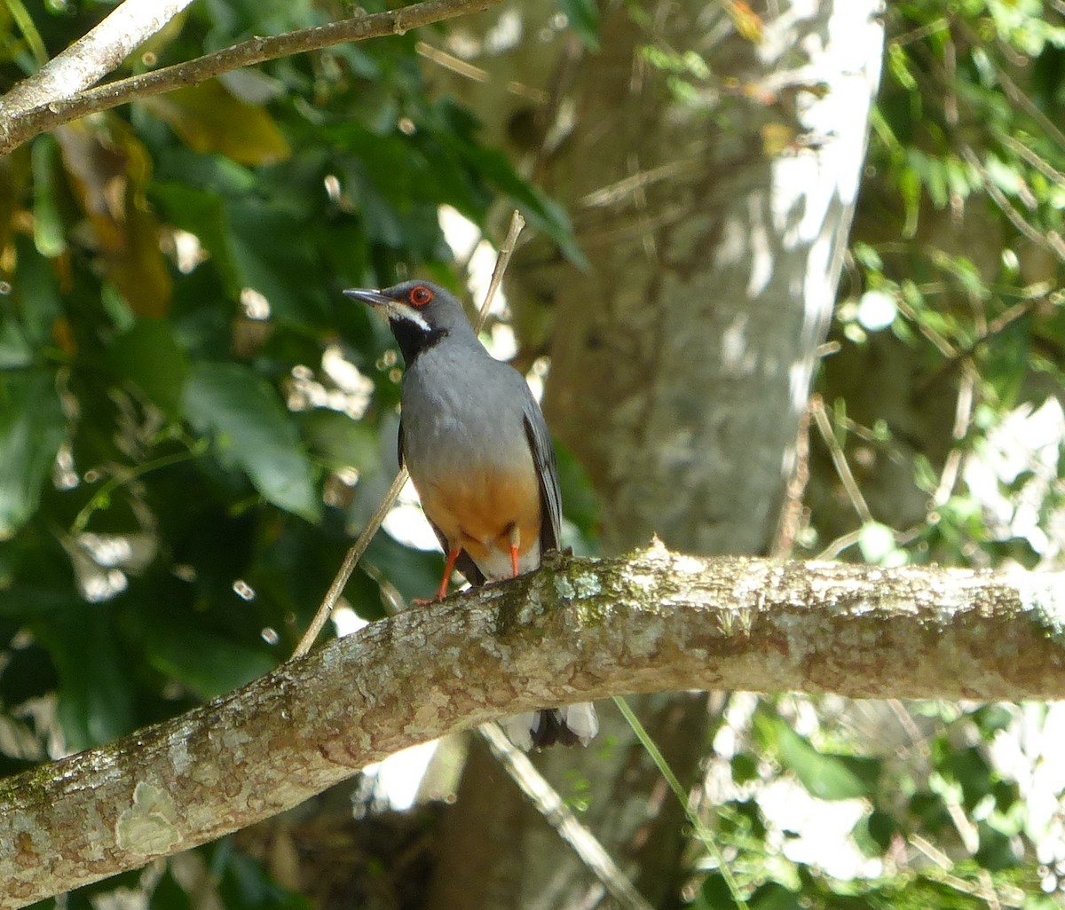 Western Red-legged Thrush (Rusty-bellied) - ML646061053