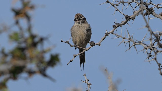 Plain-mantled Tit-Spinetail - ML646061055