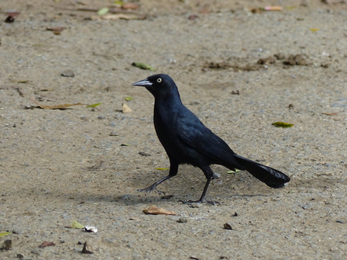 Greater Antillean Grackle - ML646061059