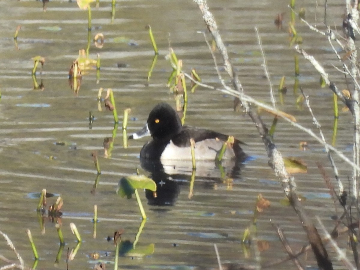 Ring-necked Duck - ML646061062