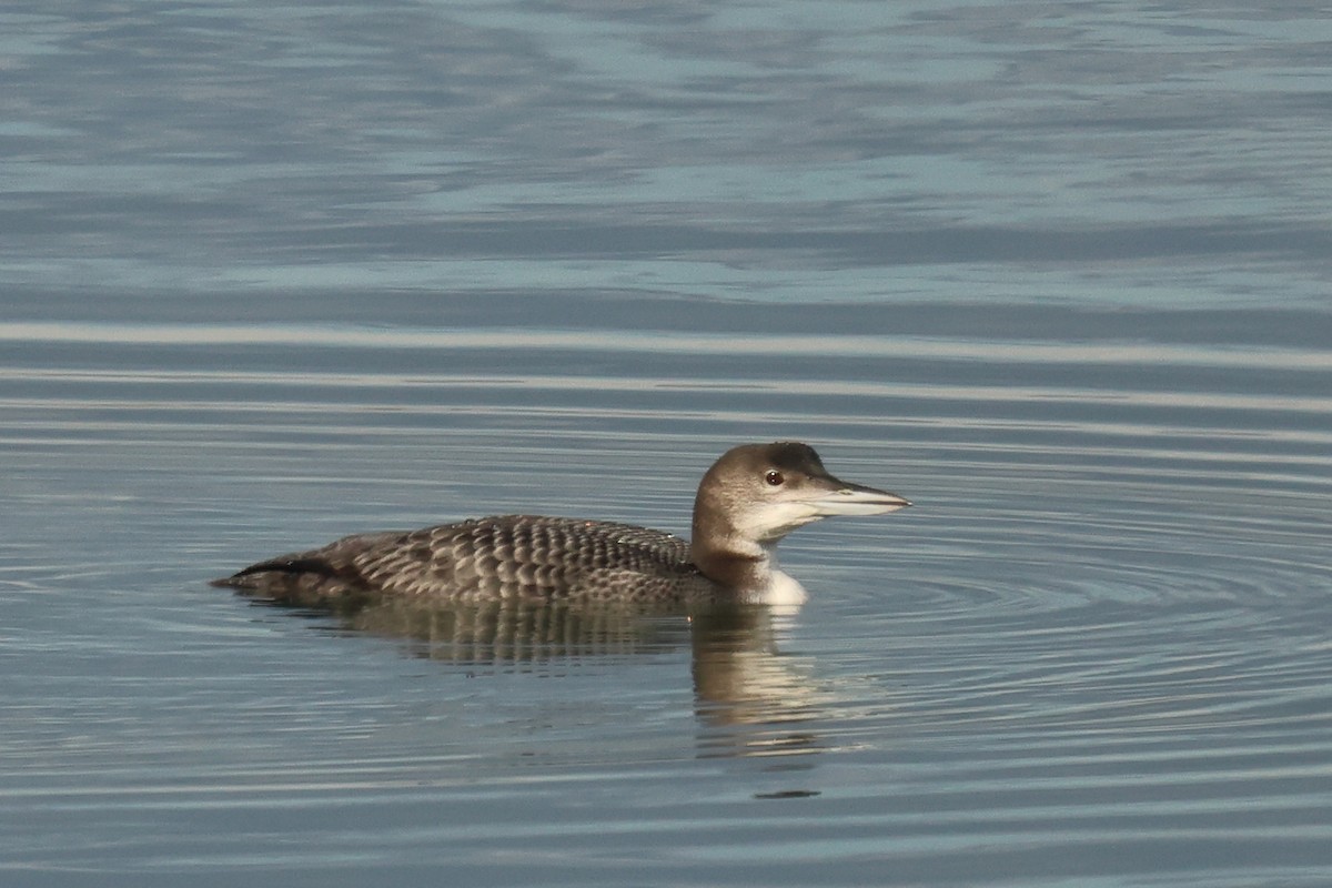 Common Loon - ML646061063