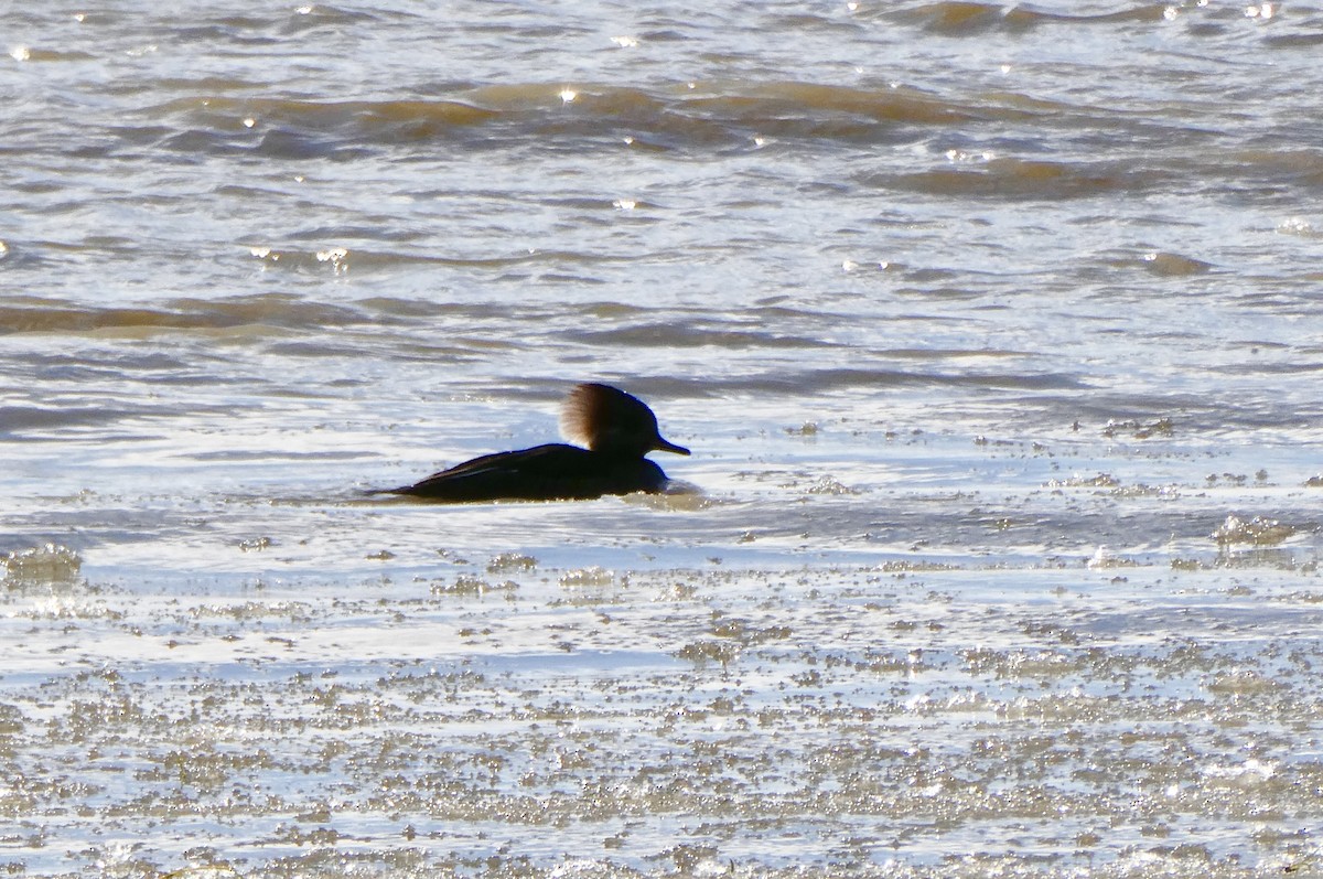 Hooded Merganser - ML646061064