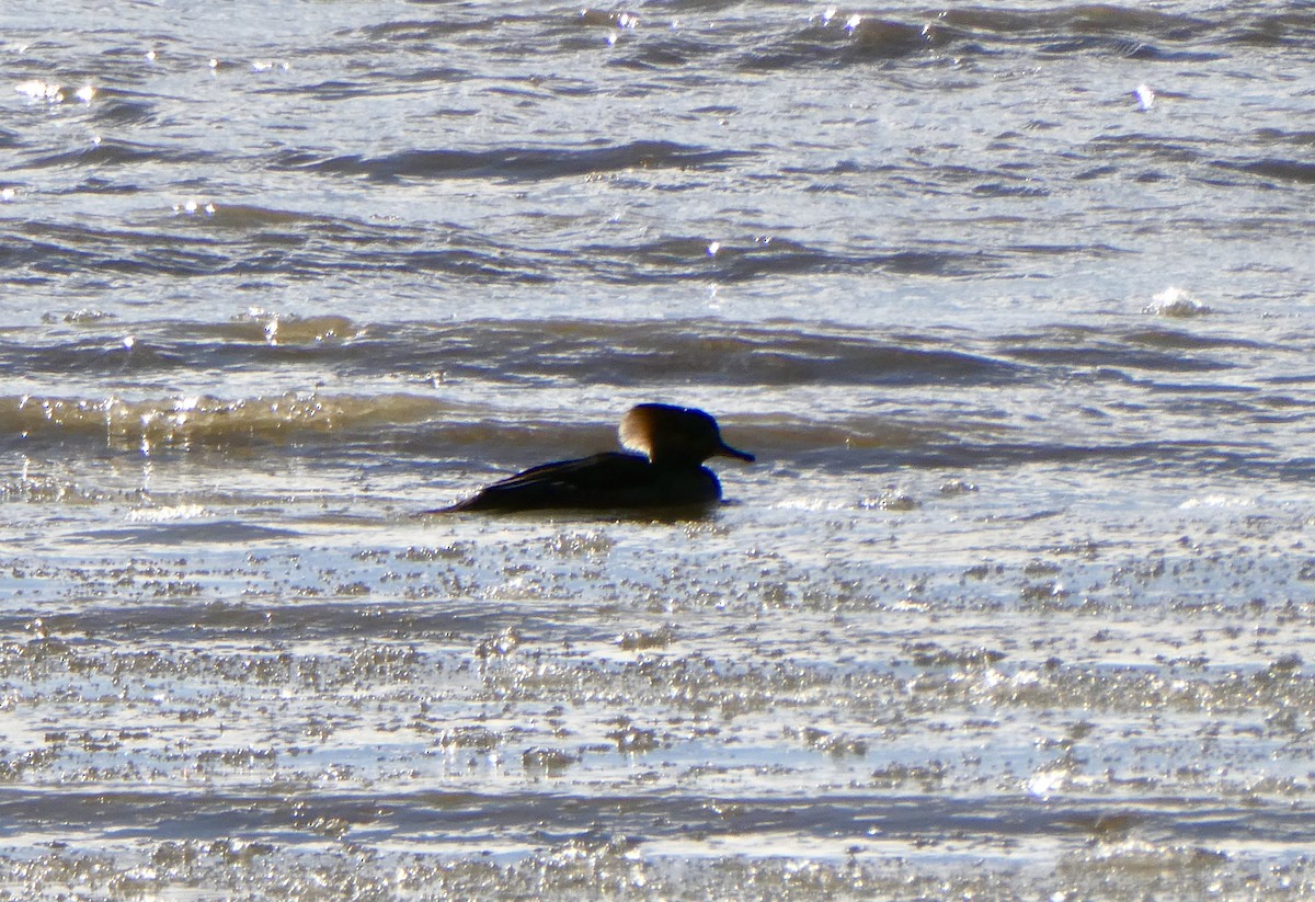 Hooded Merganser - ML646061065