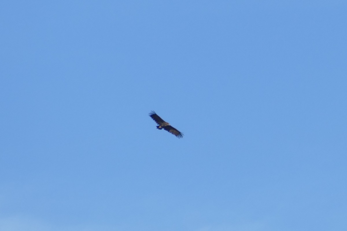 Sai beltza - ML646061067