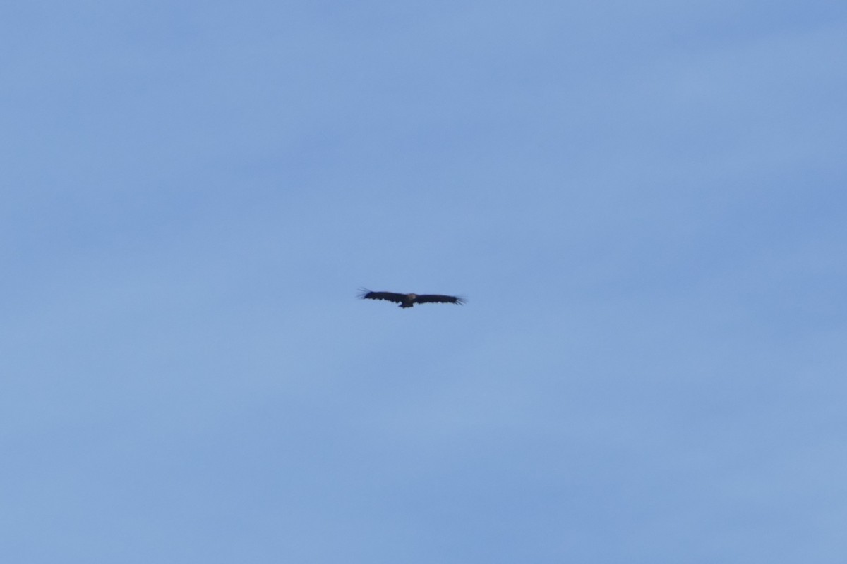 Sai beltza - ML646061075