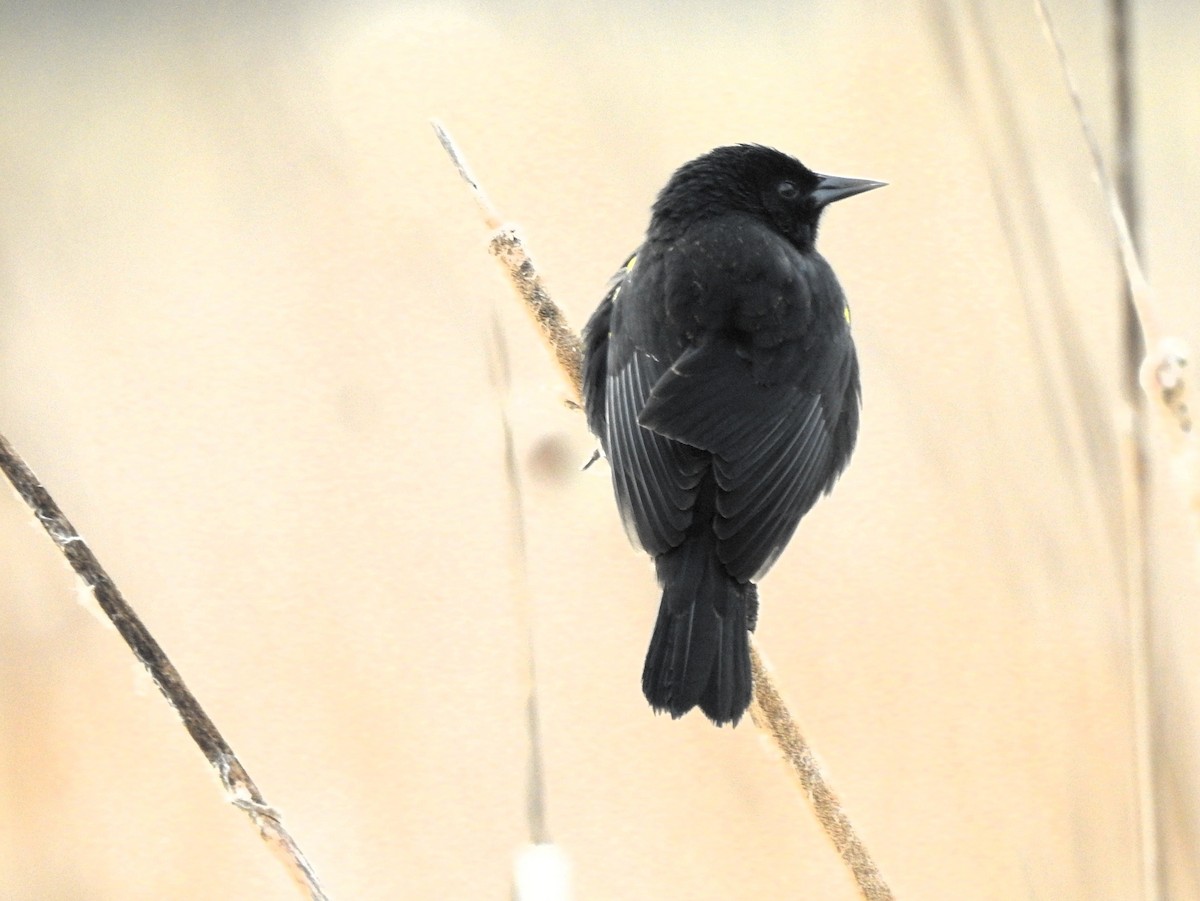 Yellow-winged Blackbird - ML646061078