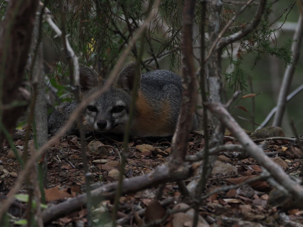 ハイイロギツネ - ML646061081