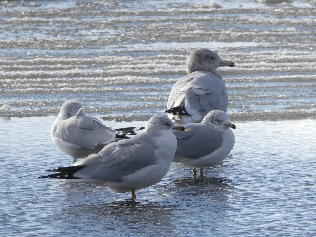 Ring-billed Gull - ML646061087