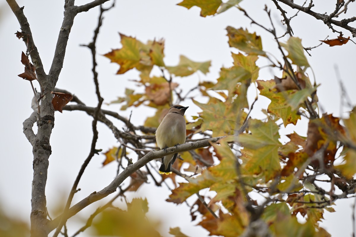 Cedar Waxwing - ML646061094