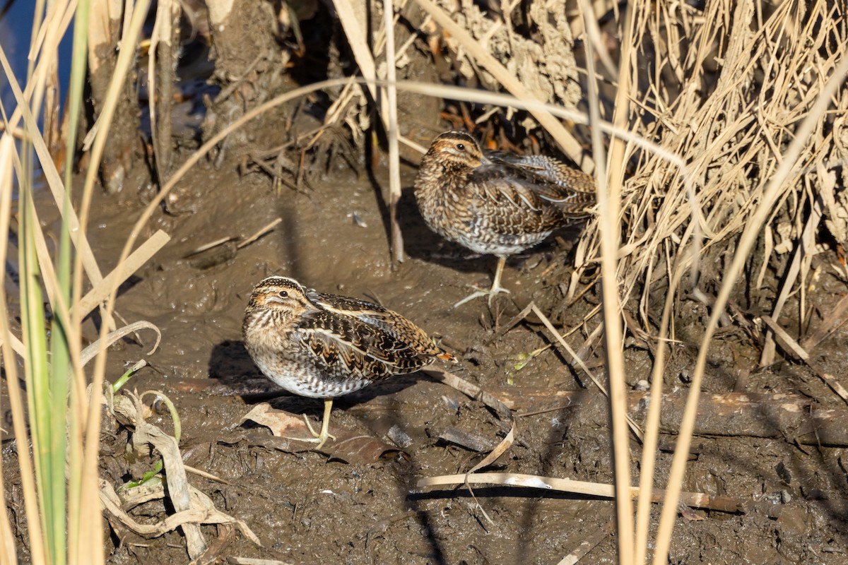 חרטומית אמריקנית - ML646061096