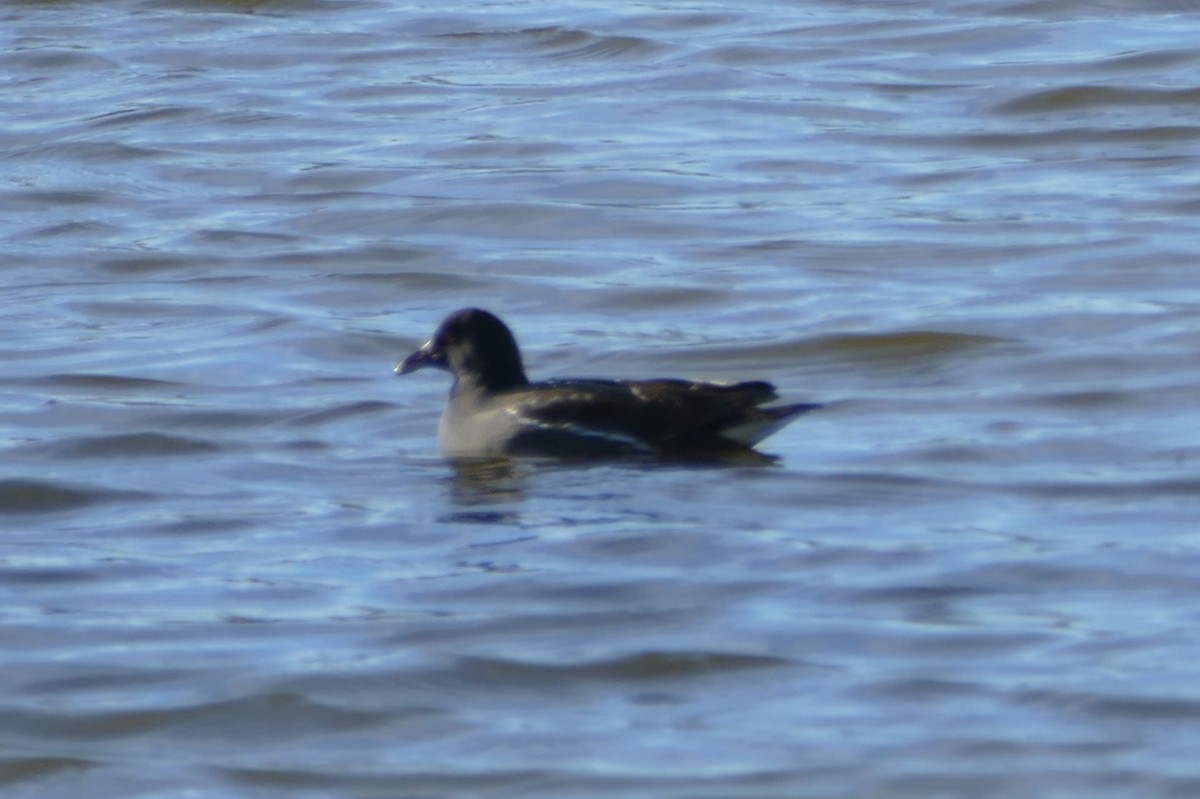 Eurasian Coot - ML646061103