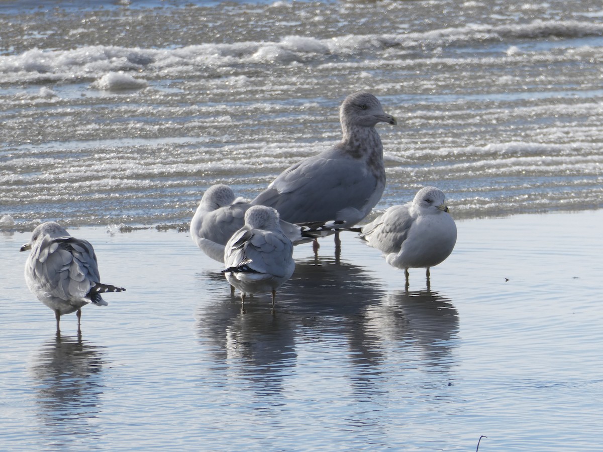 American Herring Gull - ML646061119