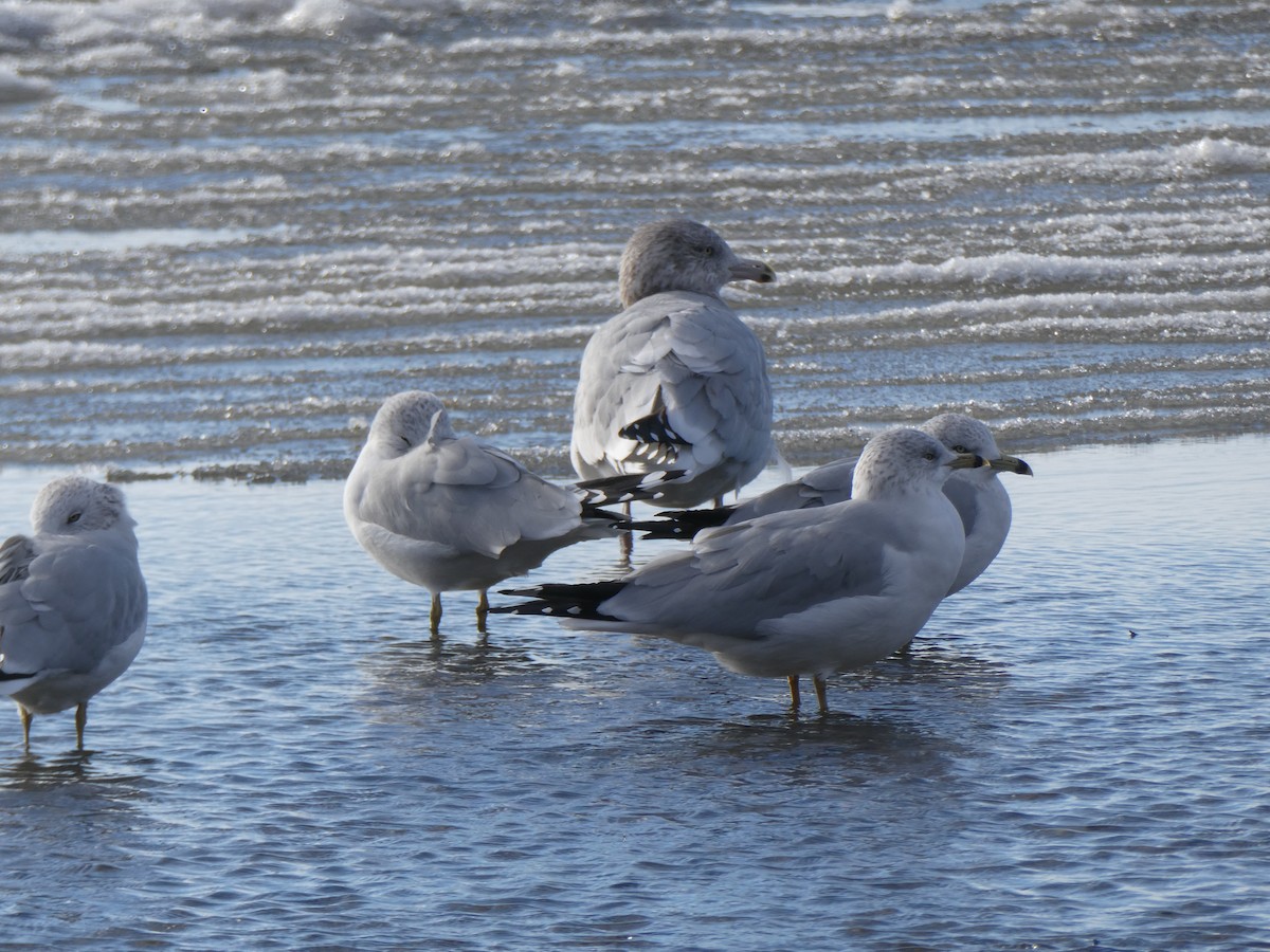 American Herring Gull - ML646061120