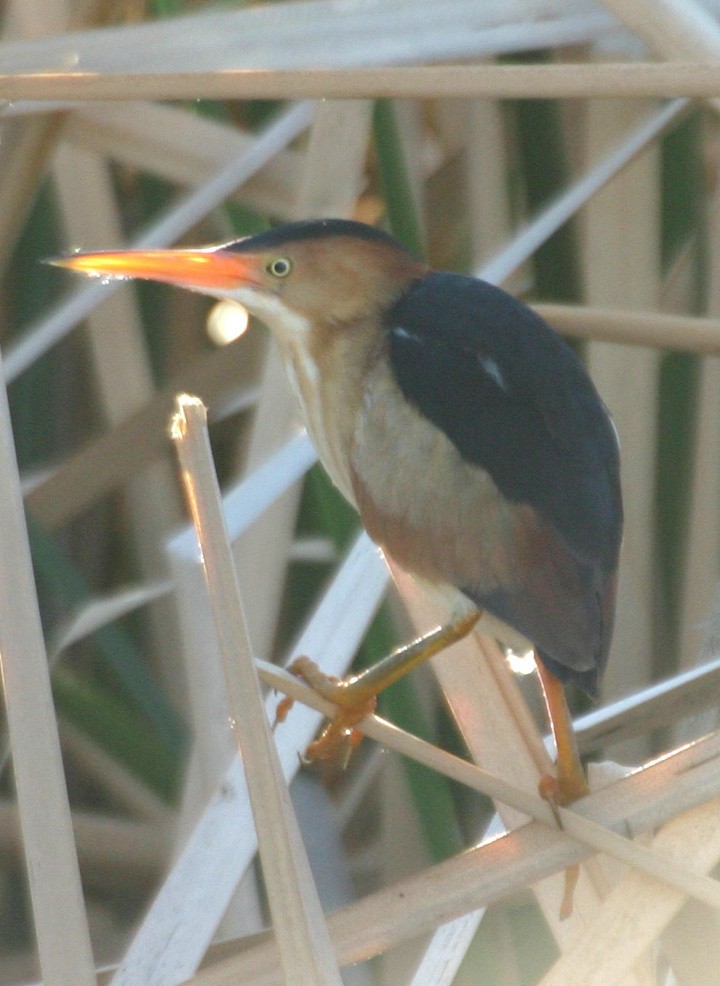 Least Bittern - ML646061121