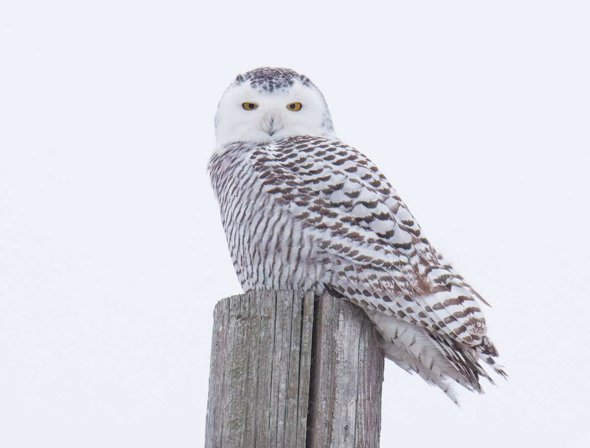Snowy Owl - ML646061128