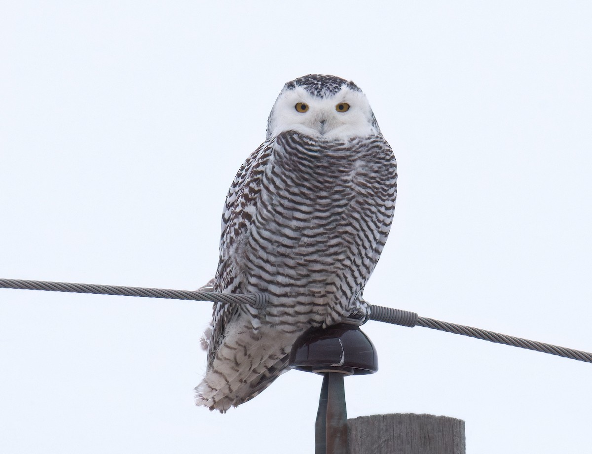 Snowy Owl - ML646061129