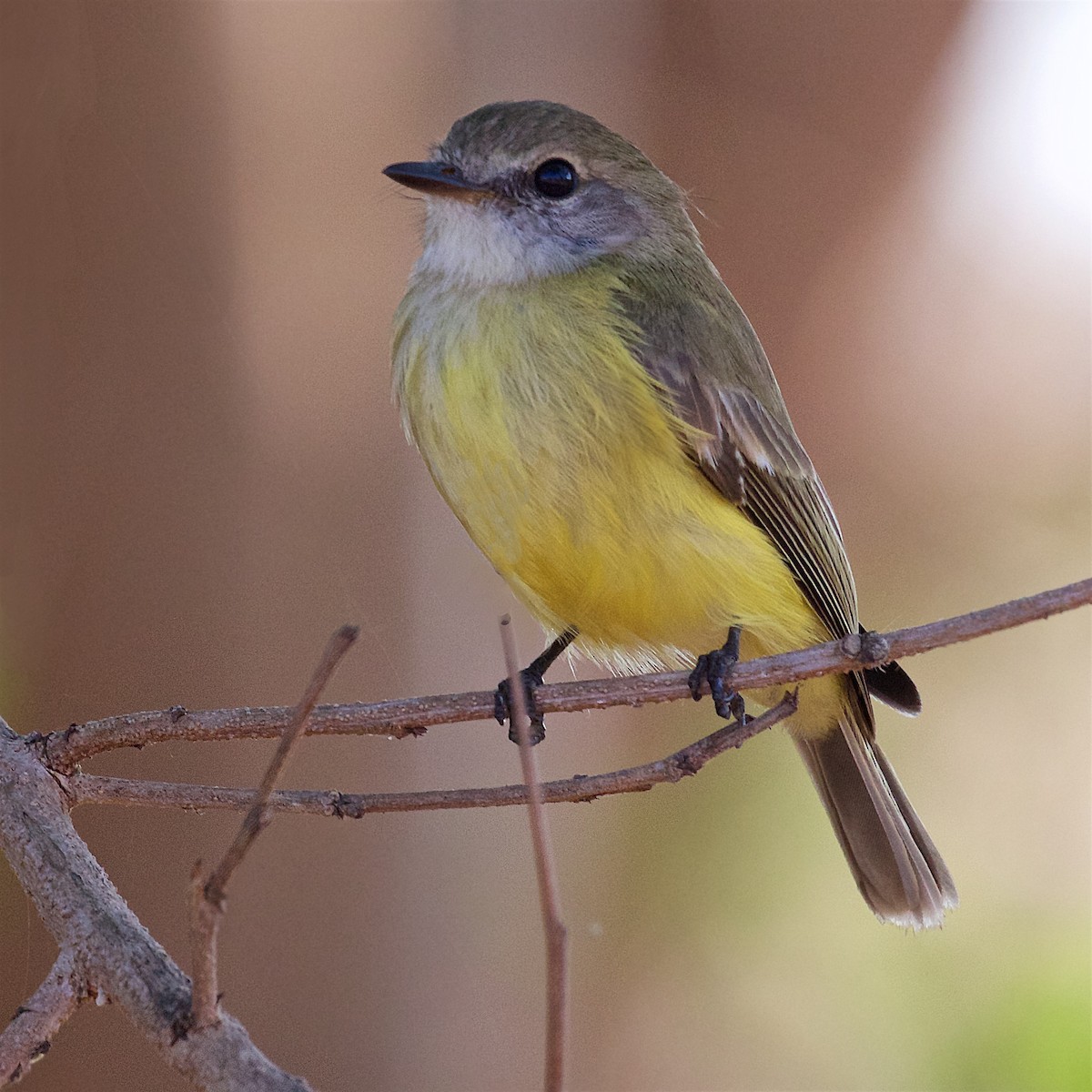 Lemon-bellied Flyrobin - ML646061131