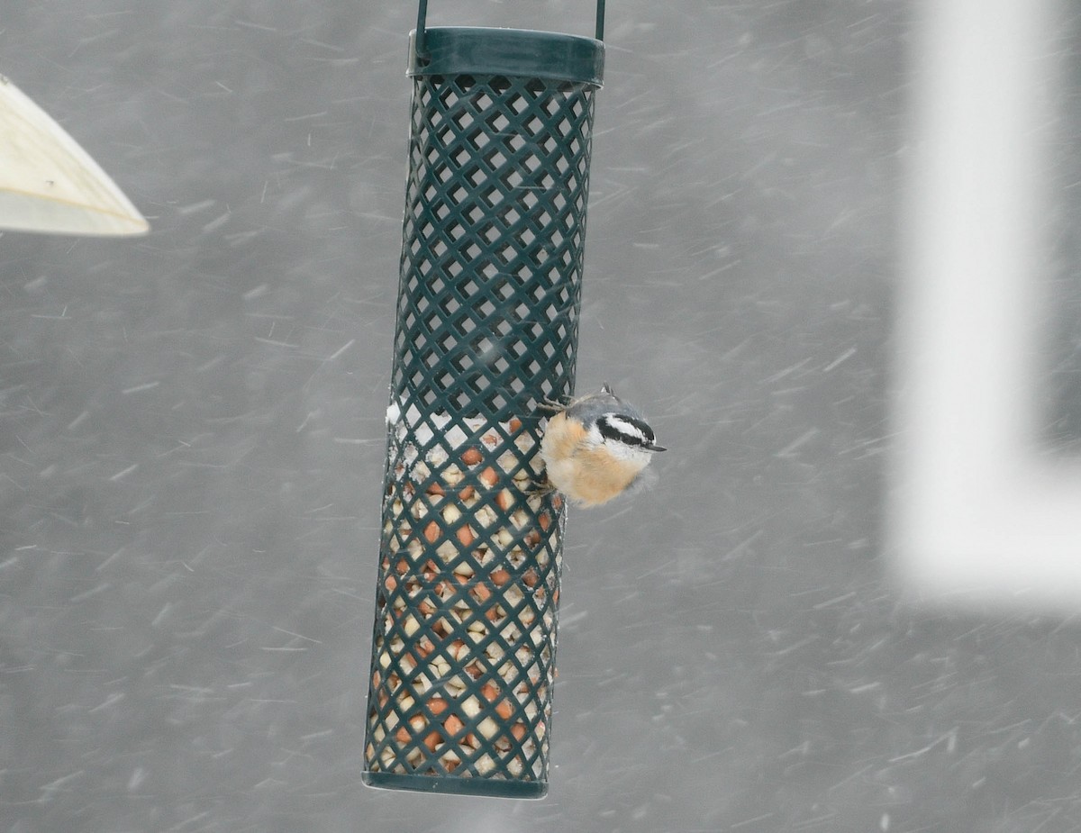 Red-breasted Nuthatch - ML646061135