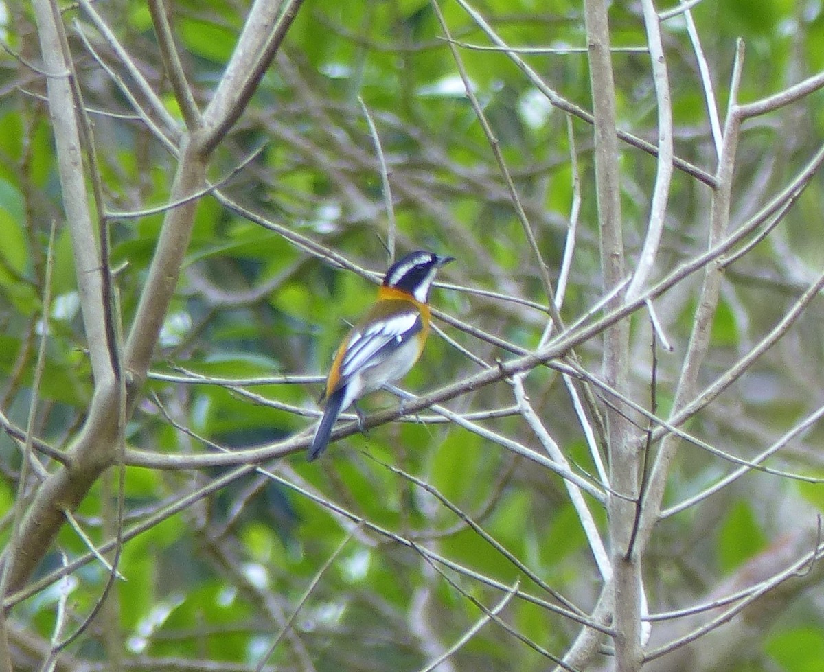 Western Spindalis - ML646061138