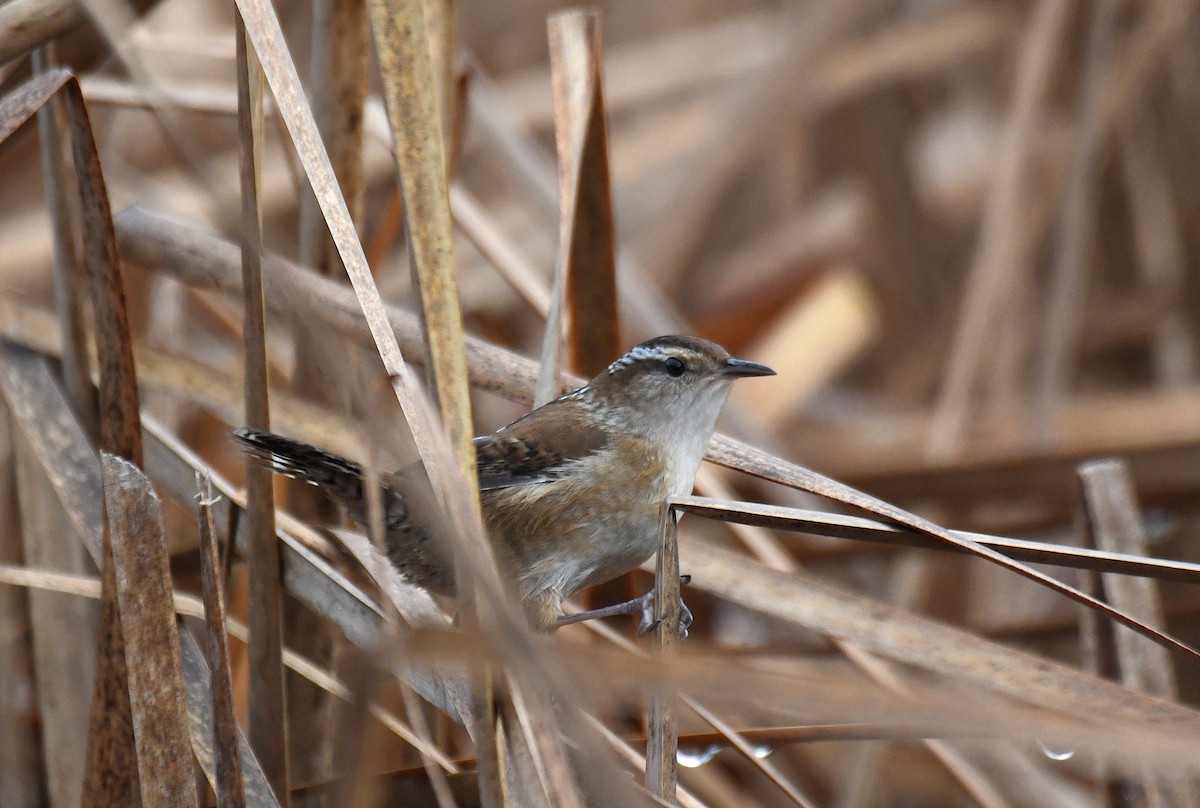Marsh Wren - ML646061148