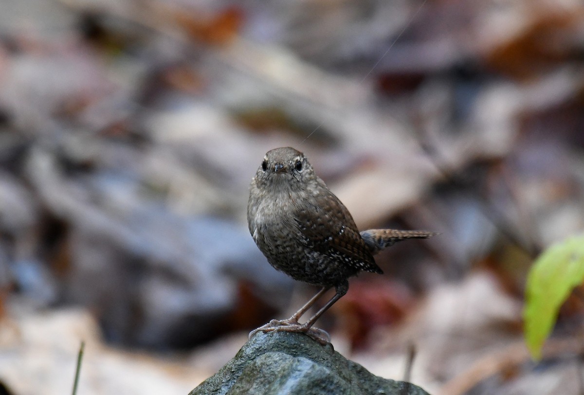 Winter Wren - ML646061153