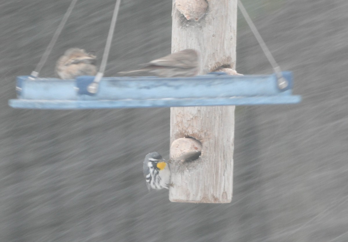 Goldkehl-Waldsänger - ML646061155