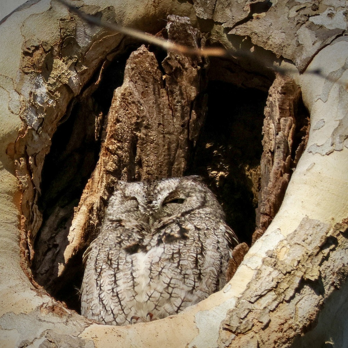 Eastern Screech-Owl - ML646061161