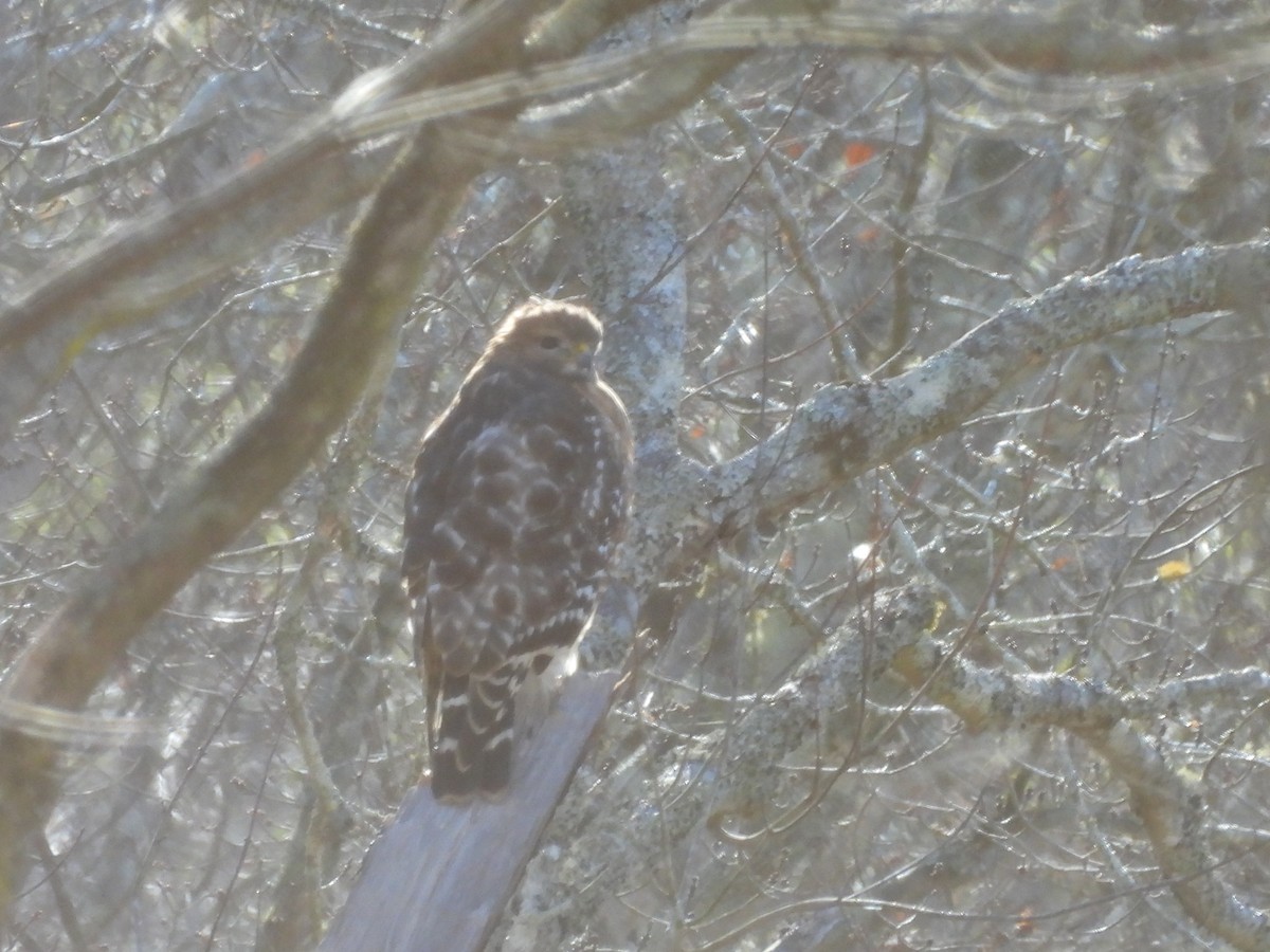 Red-shouldered Hawk (lineatus Group) - ML646061171