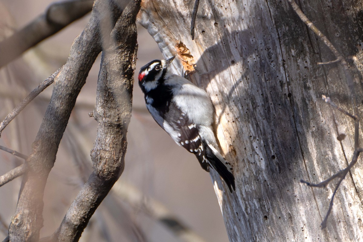 Downy Woodpecker - ML646061175