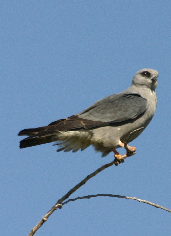 Mississippi Kite - ML646061196