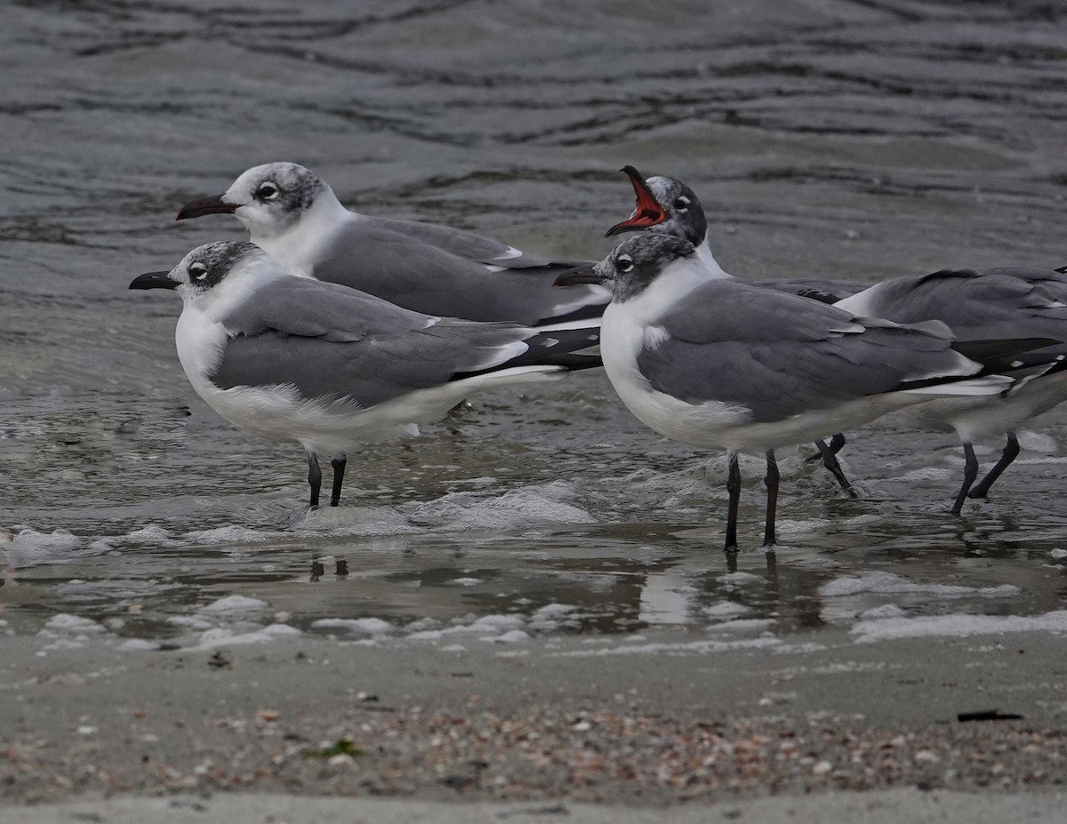 Laughing Gull - ML646061201