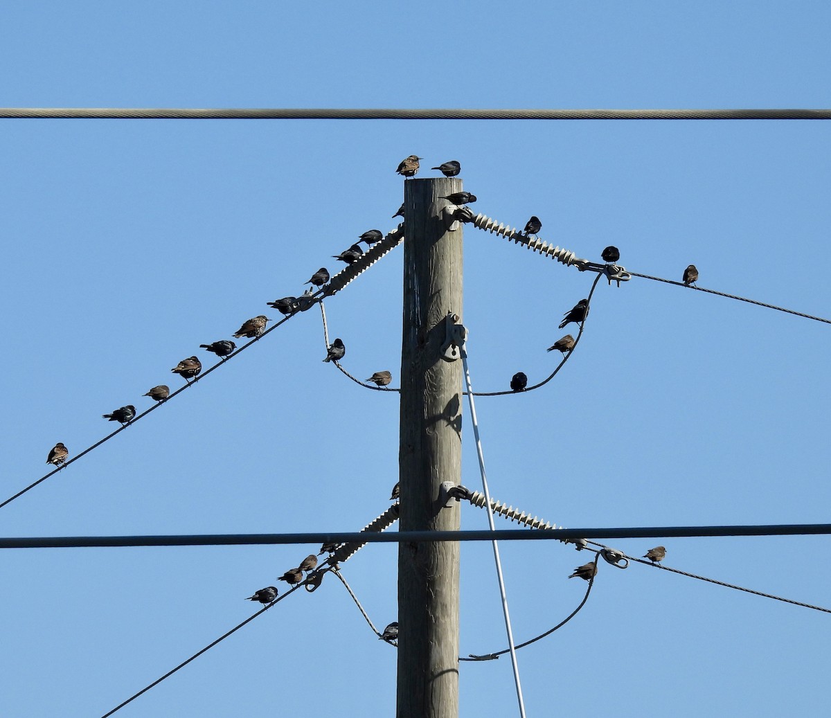 Arabazozo pikarta - ML646061210