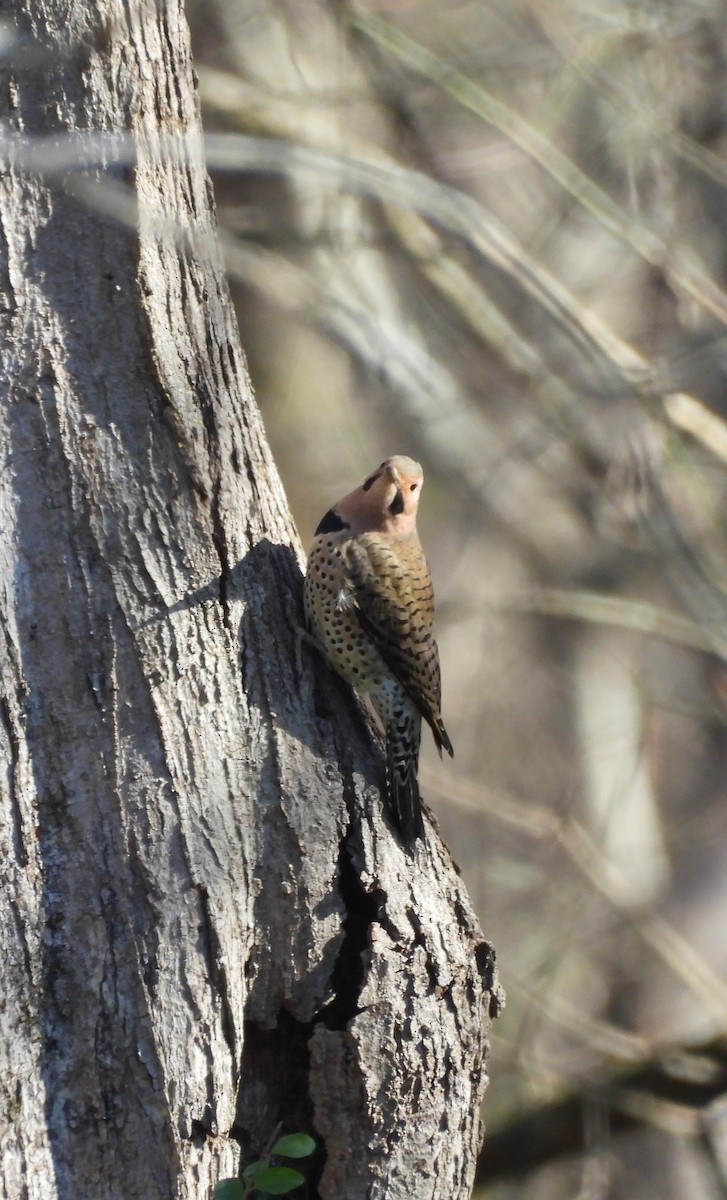 Northern Flicker (Yellow-shafted) - ML646061211
