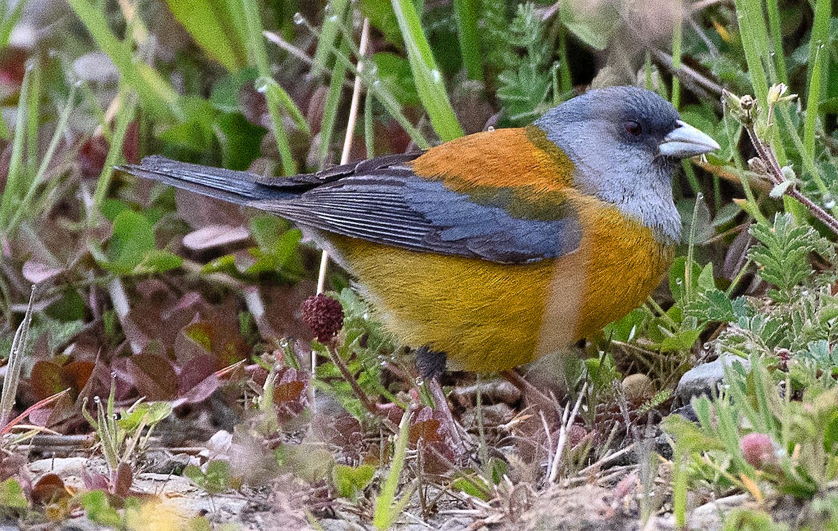 Patagonian Sierra Finch - ML646061212